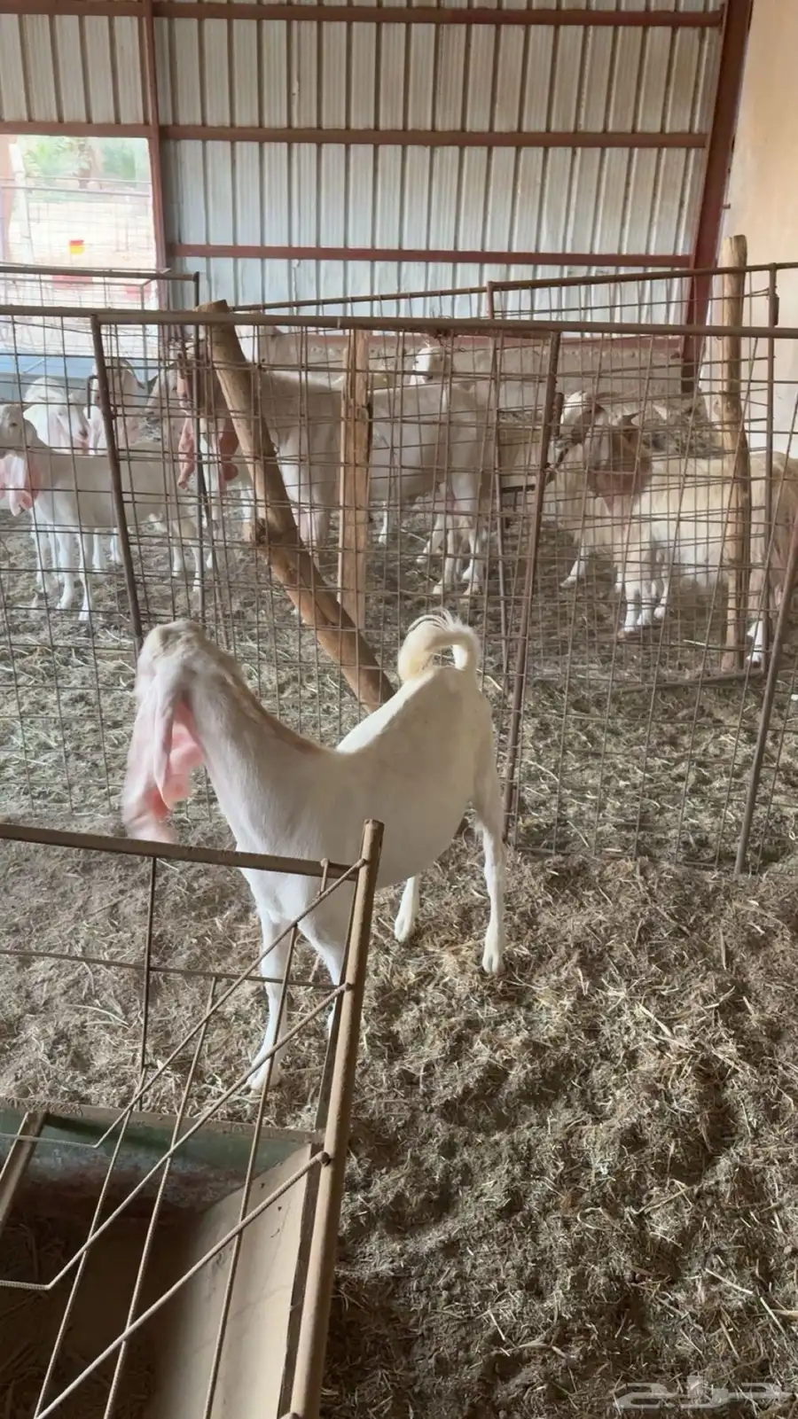 تيس مطور 0