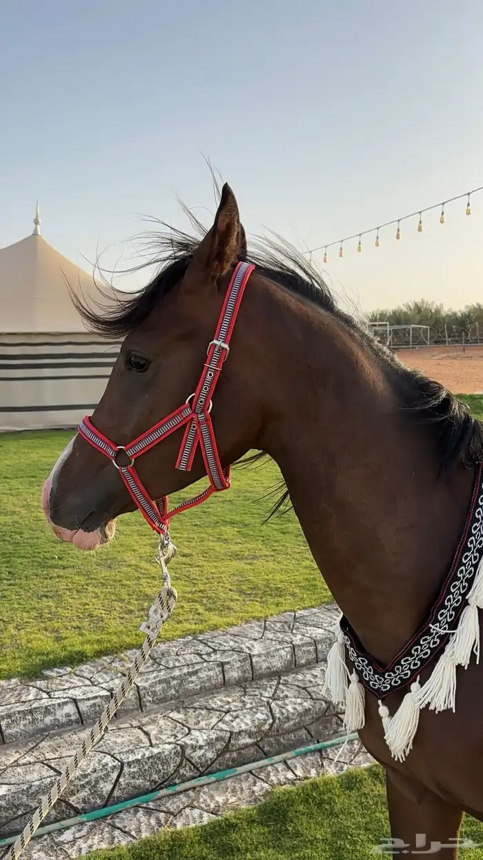 مهر واهو حفيد ابطال 0
