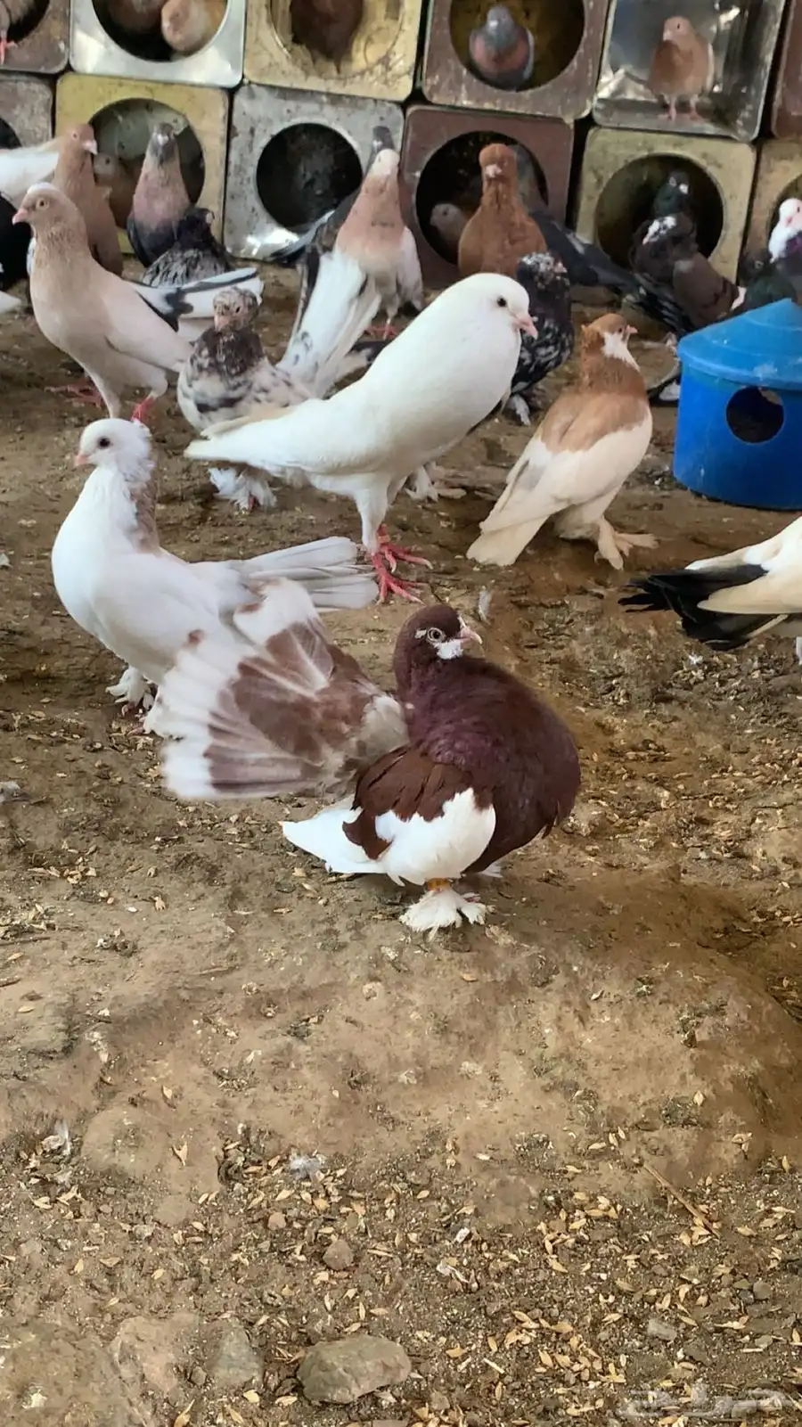حمام للبيع 2