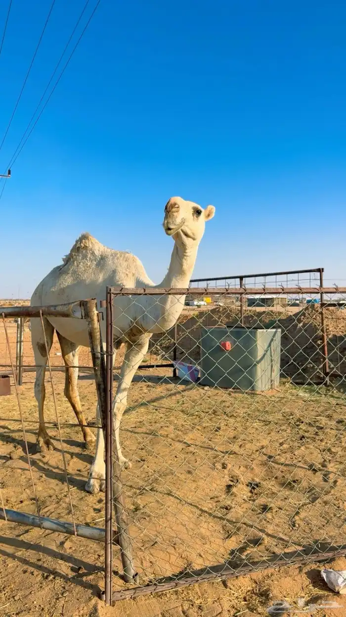 جذعه وضحا طيبة 1