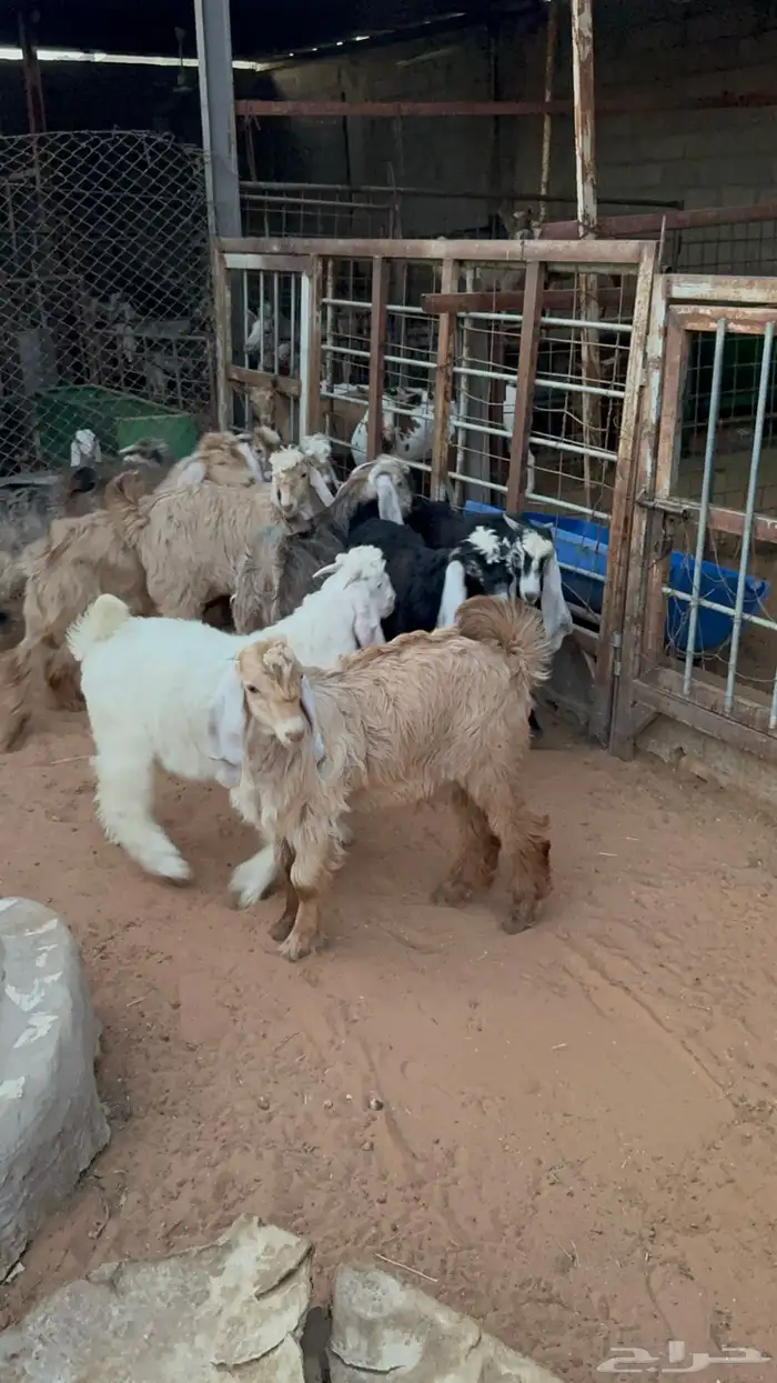 تيوس عوارض 2