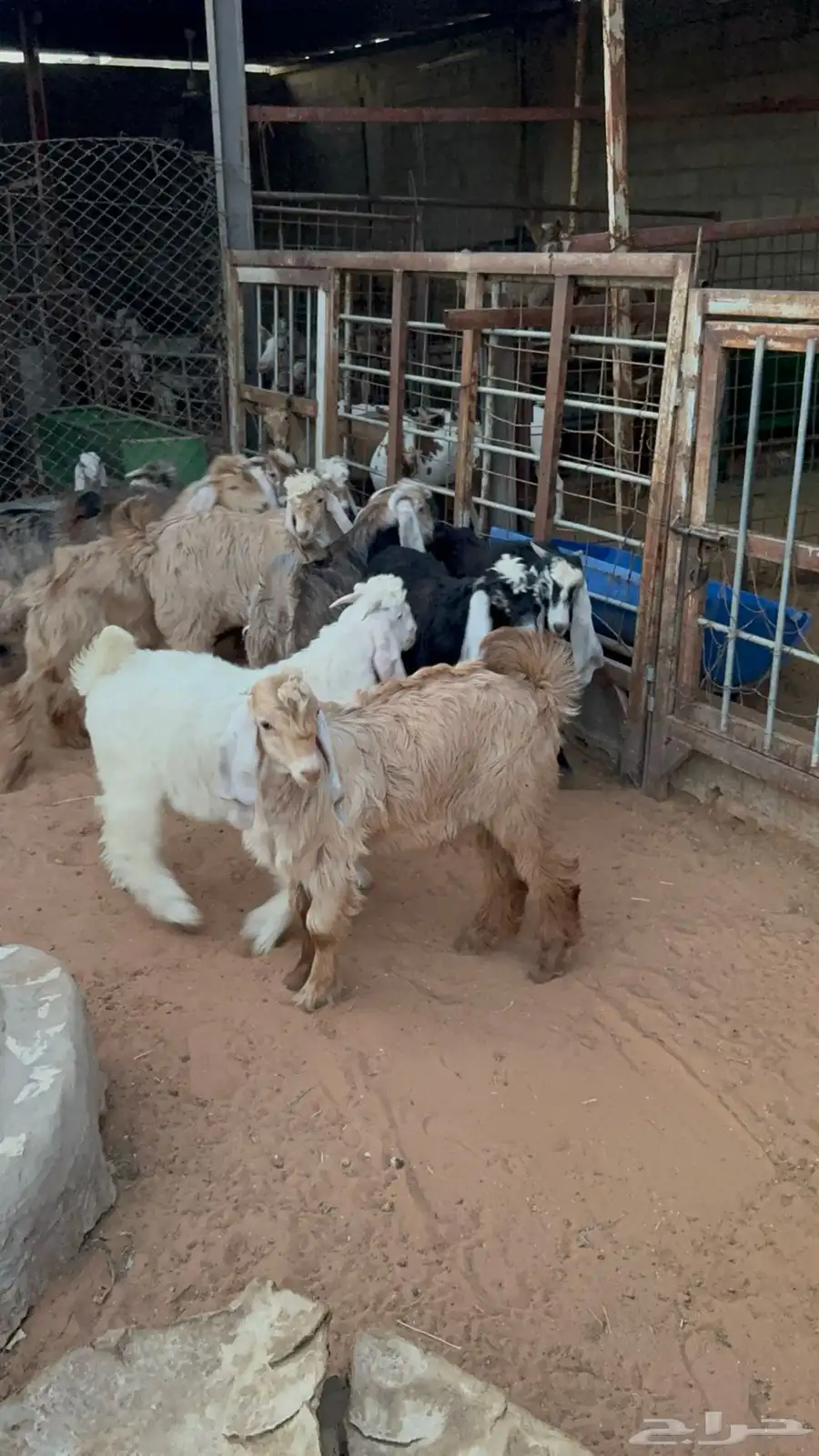 تيوس عوارض 2