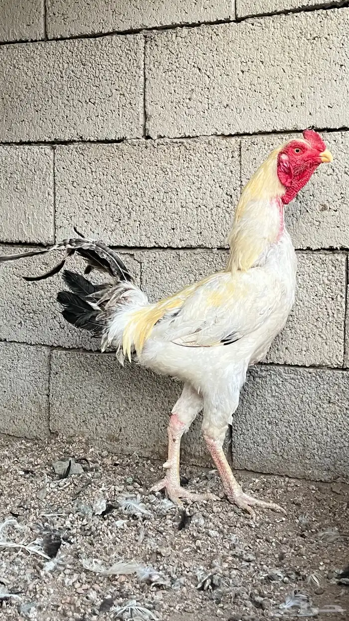 زوج دجاج ميوالي 3