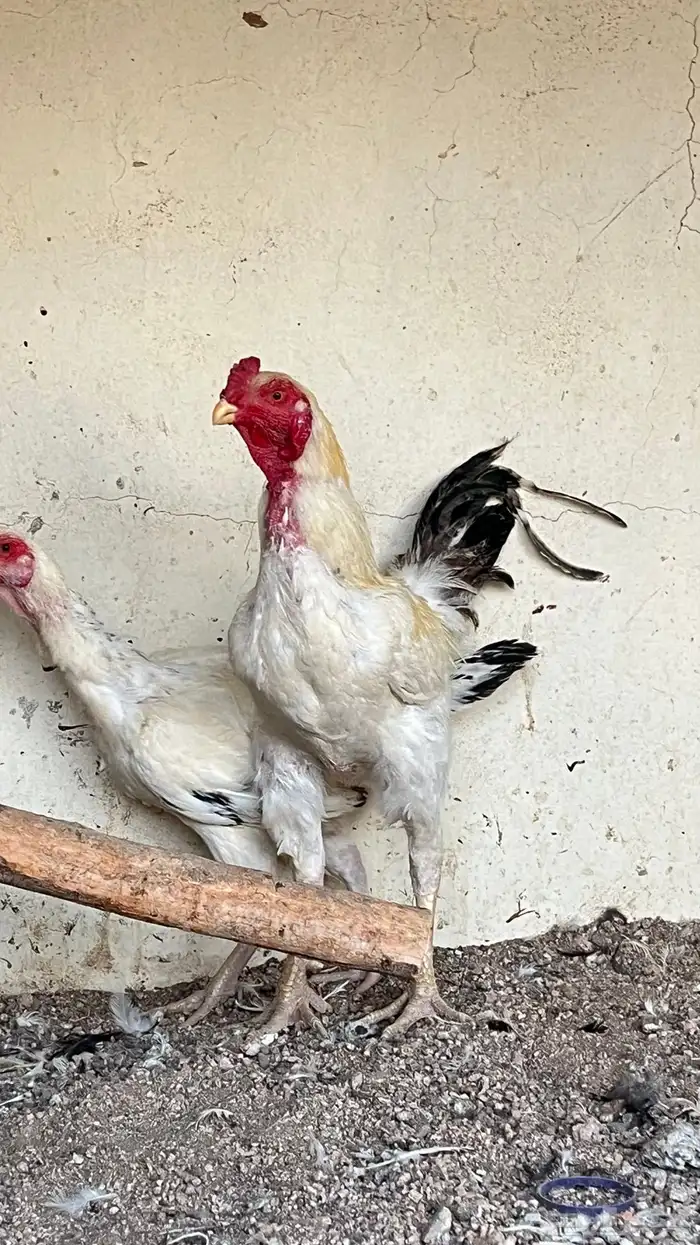 زوج دجاج ميوالي 4
