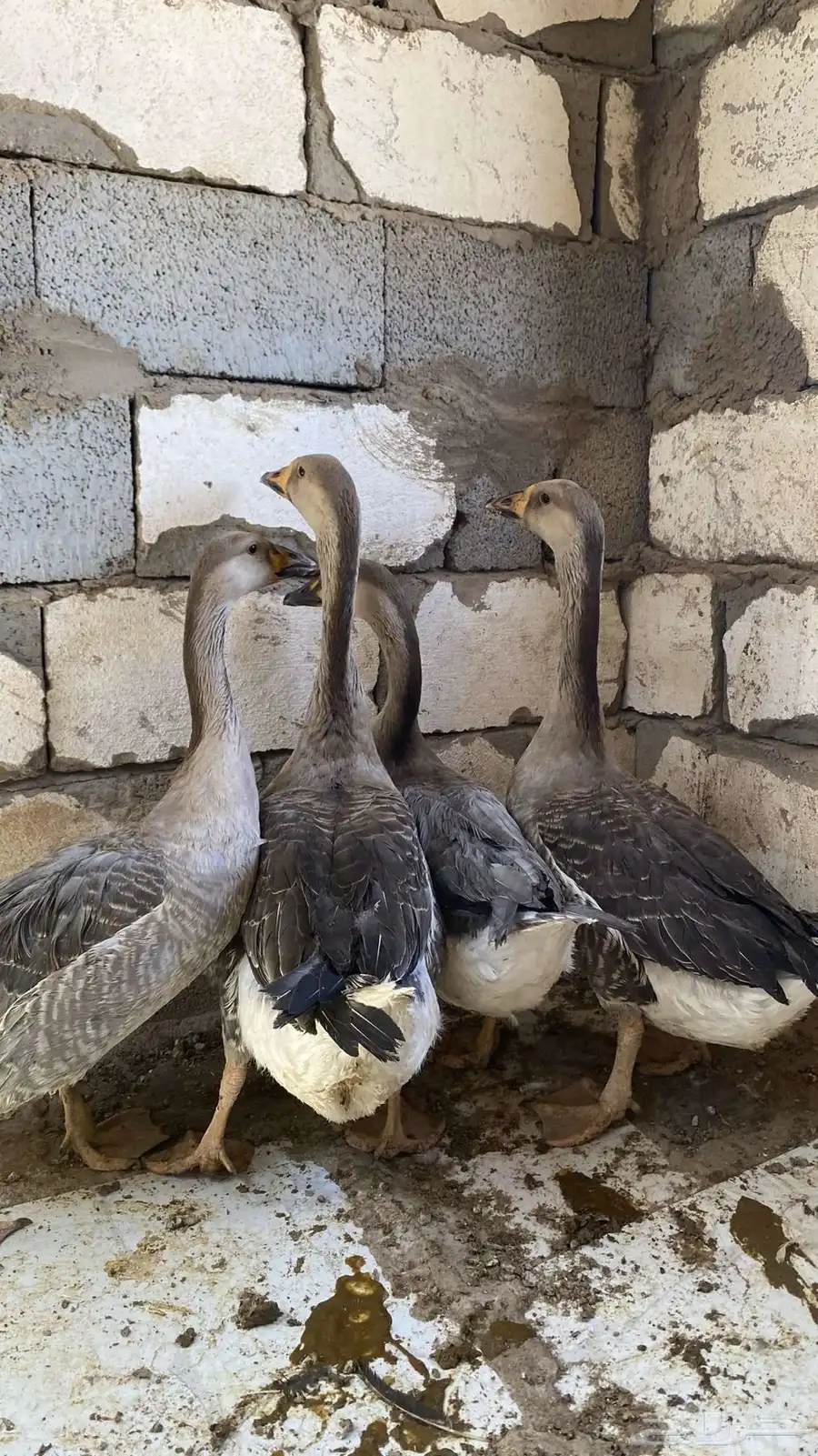 بط   وز 1