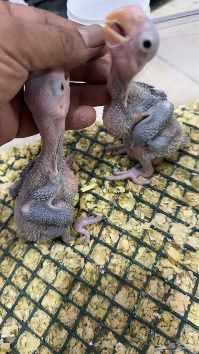 فروخ درة نيبالي 2