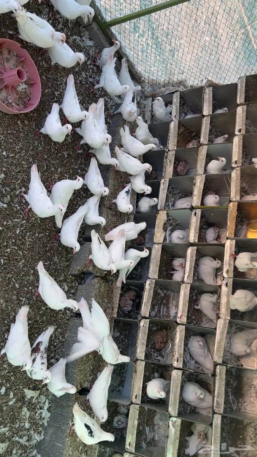 حمام فرنسي امهات 1