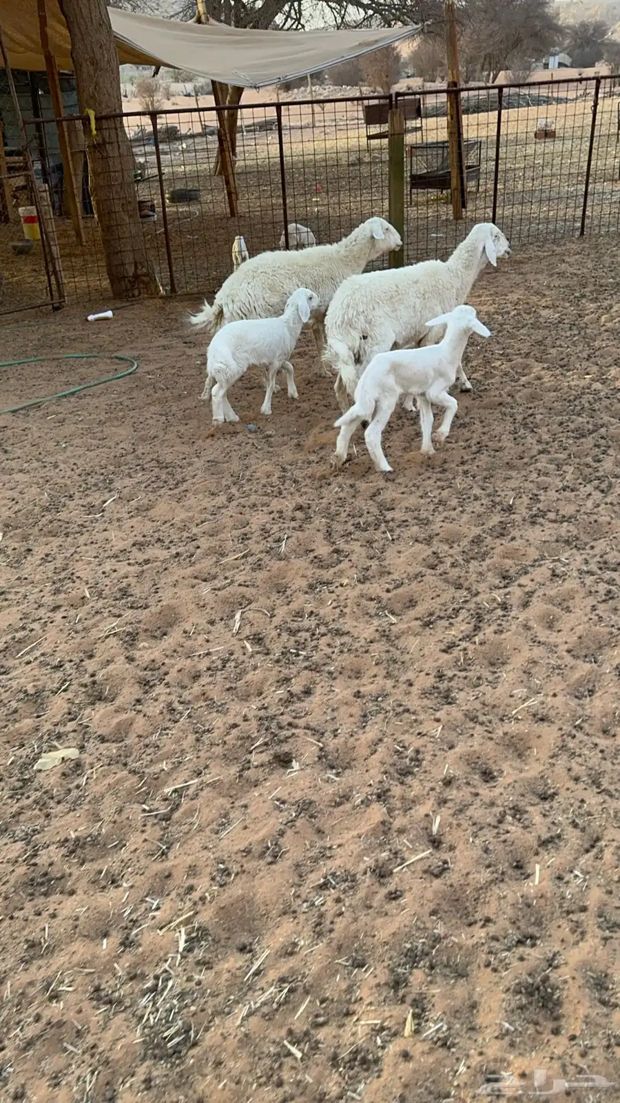 تم البيع 3