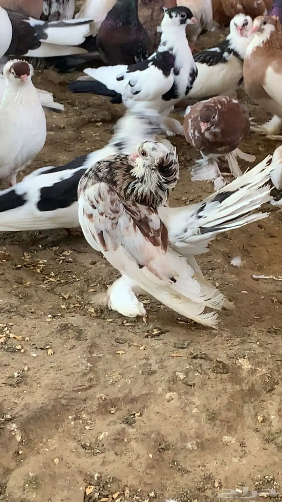 حمام للبيع 0