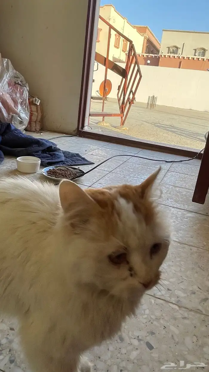 قطة بيت هاربه 1