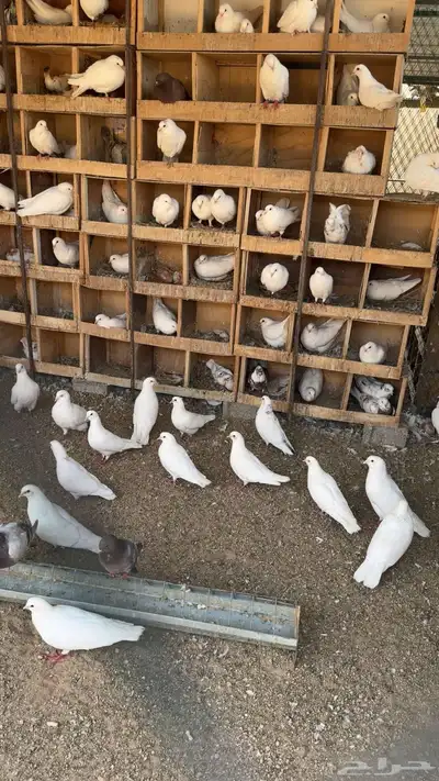 توفرة كمية زغاليل ذبح اليوم 1