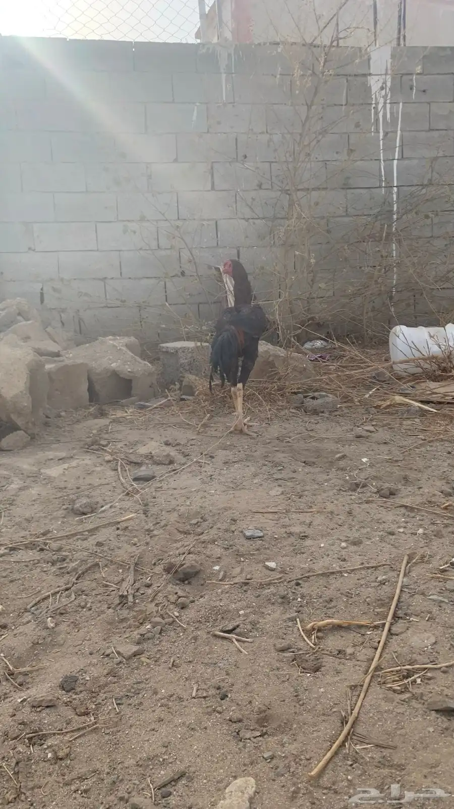 ديك شامو 1