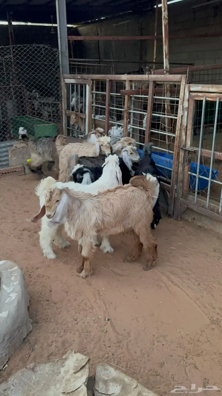 تيوس عوارض 1