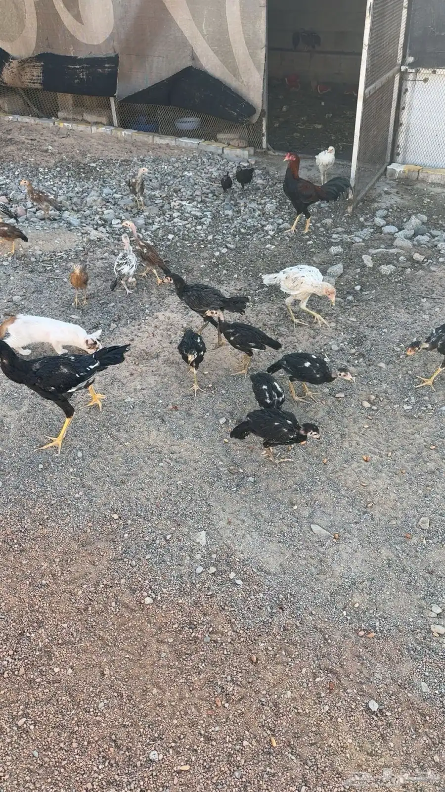 صوص باكستاني اصيل 0