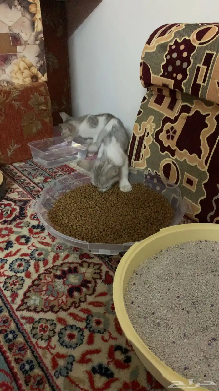 بسه للتبني مع اختها 1