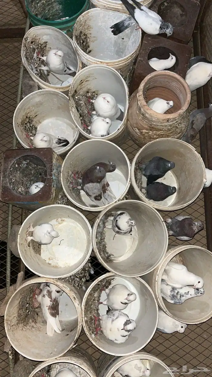 حمام بغدادي 20جوز ان زاد ولا نقص بحقه الموقع الأكحل 1