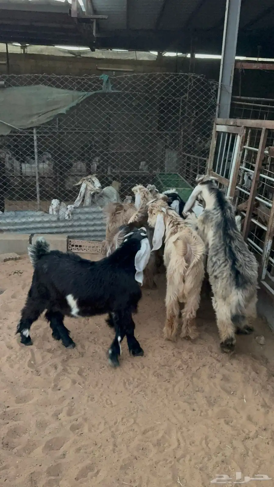 تيوس عوارض 0