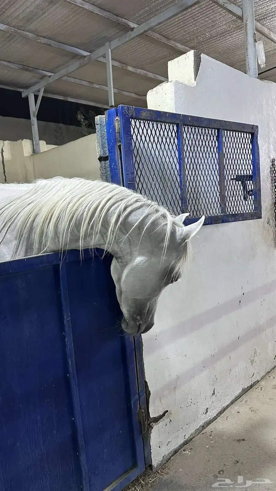 خيل الخط مصري بيور 4
