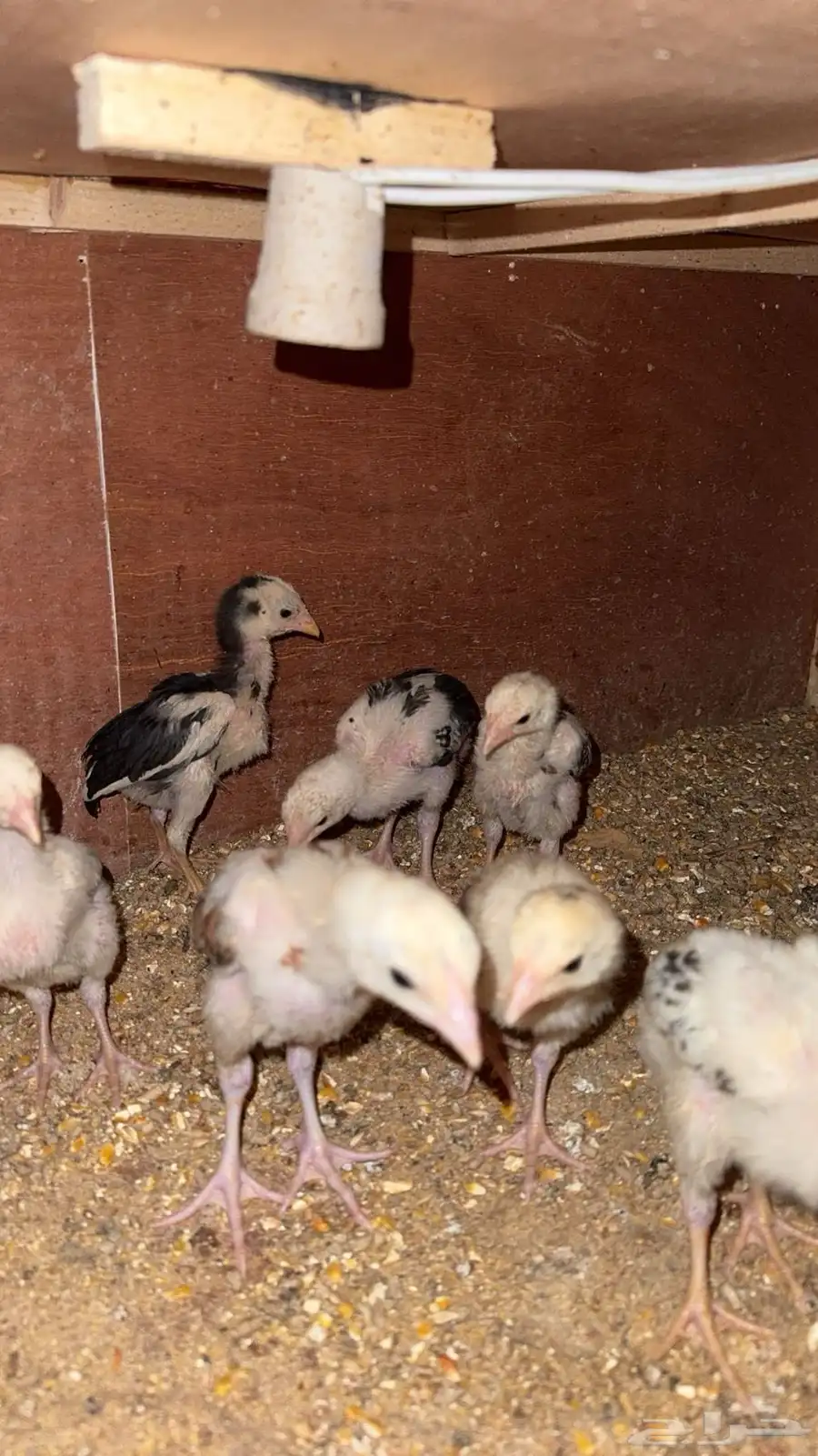 صوص باكستاني اصيل 26