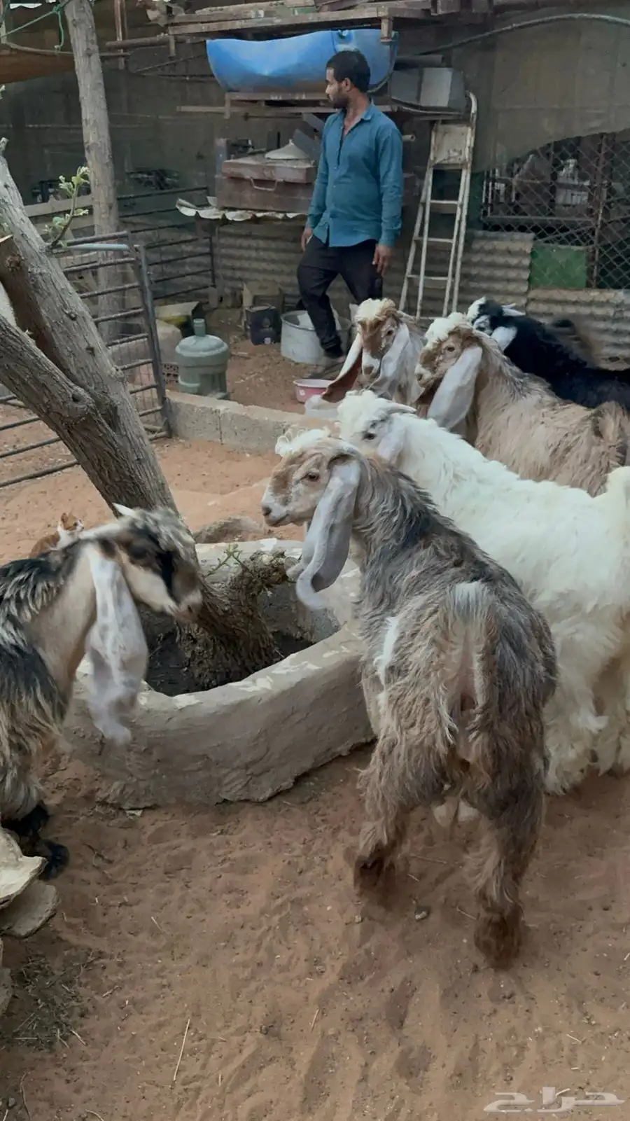 تيوس عوارض 3
