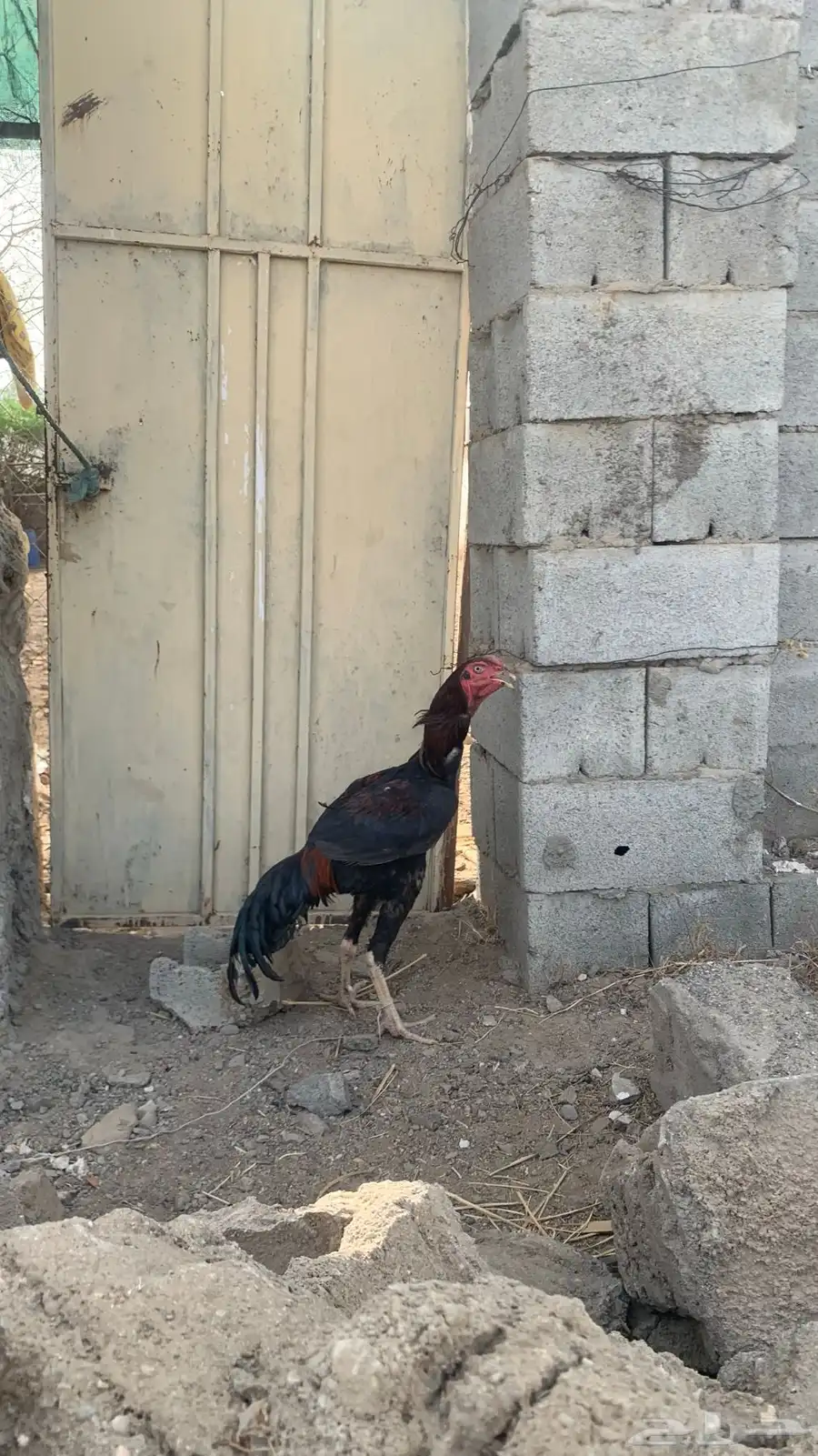 ديك شامو 0