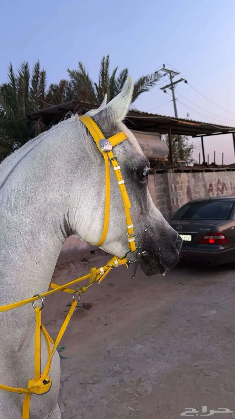 للبيع فرس واهو 0