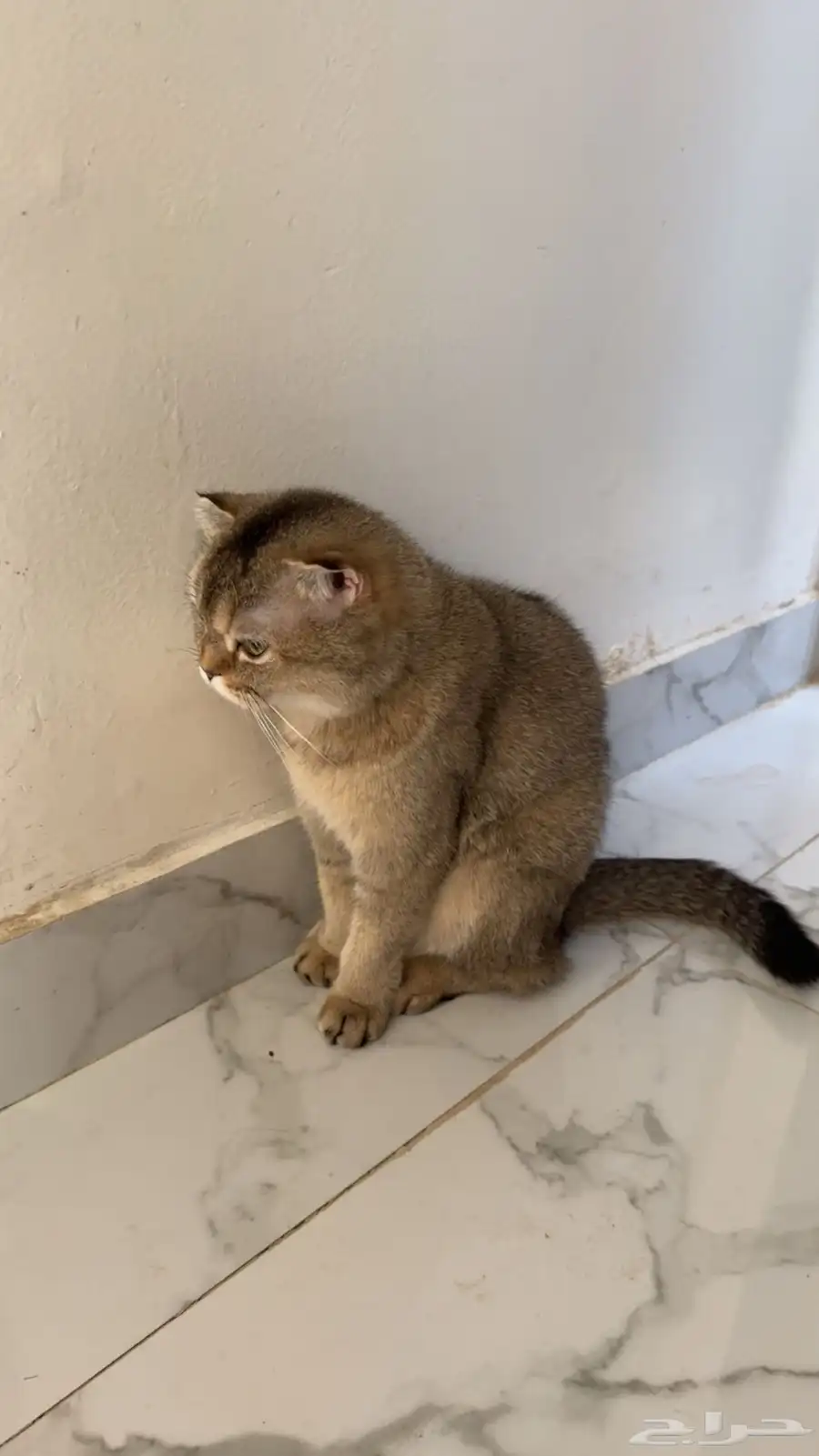 قط سكوتش للبيع 2