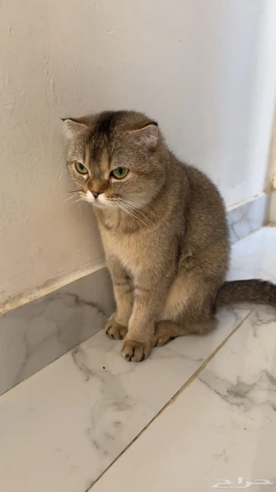 قط سكوتش للبيع 3