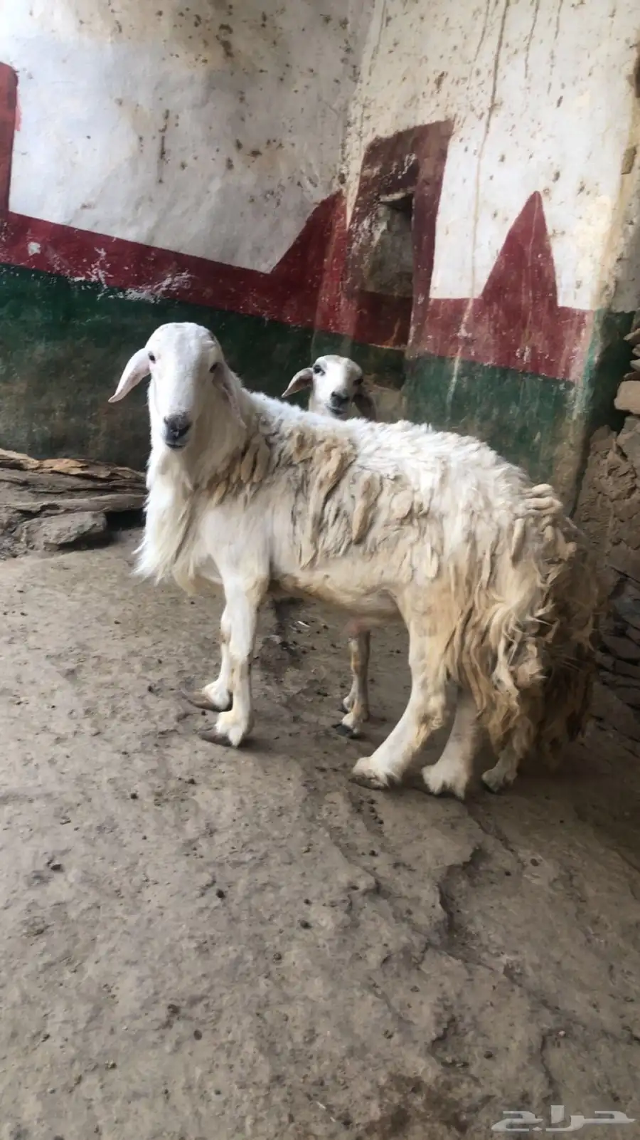 خروف للبيع 0
