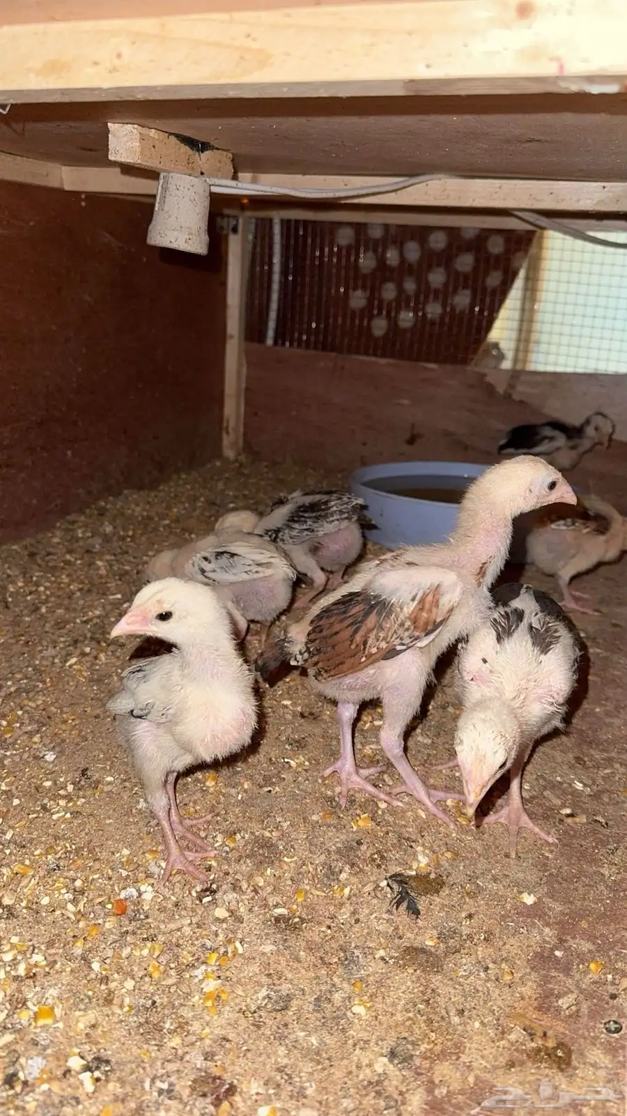 صوص باكستاني اصيل 24