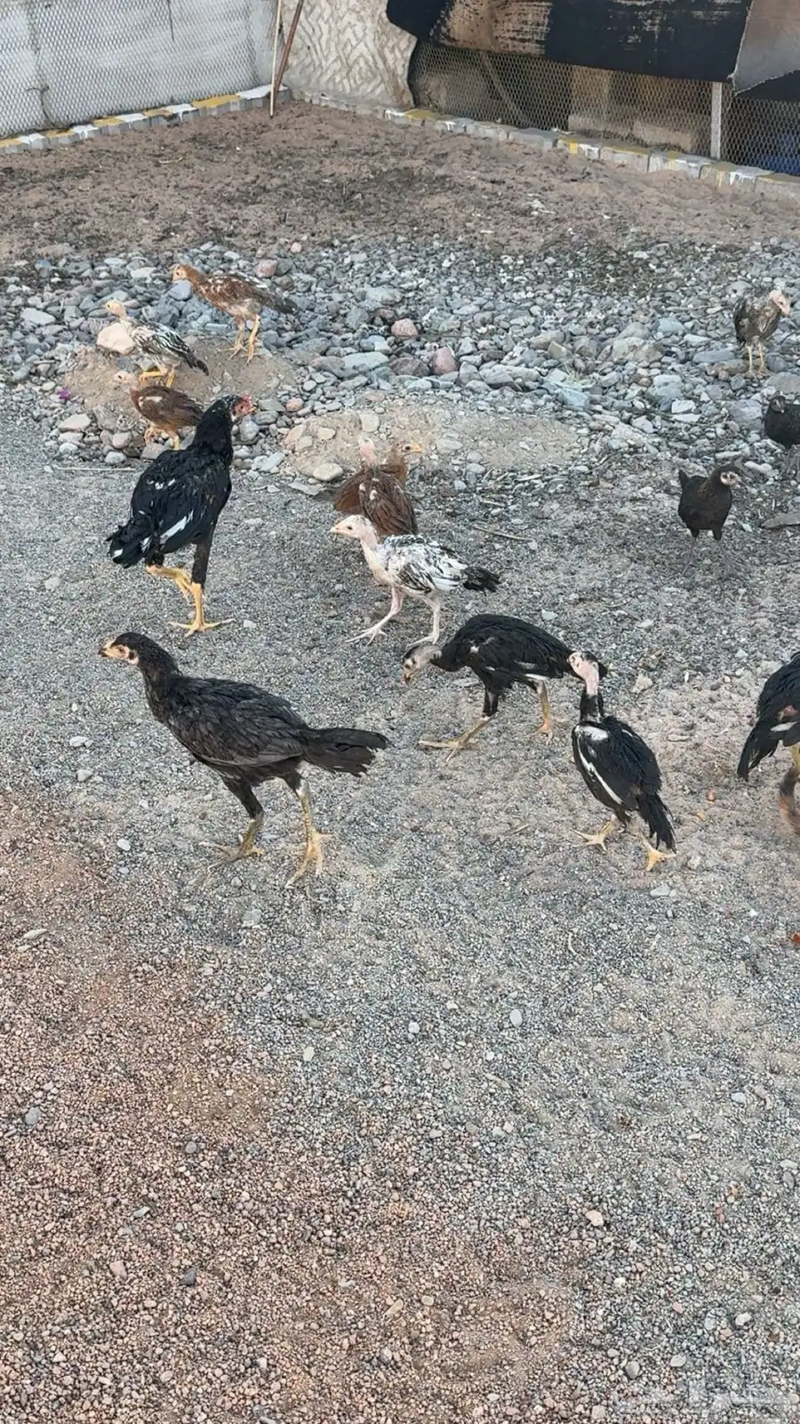 صوص باكستاني اصيل 1