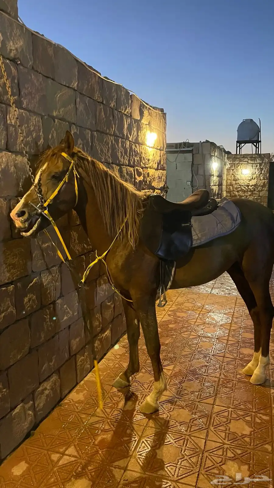 فحل شعبي 3
