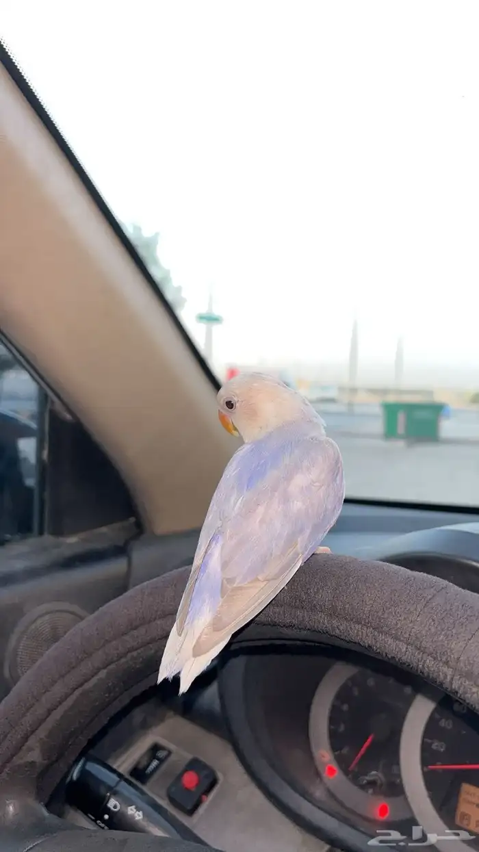 طير بغبغاء الروز تم البيع الله يبارك ل الشاري 2