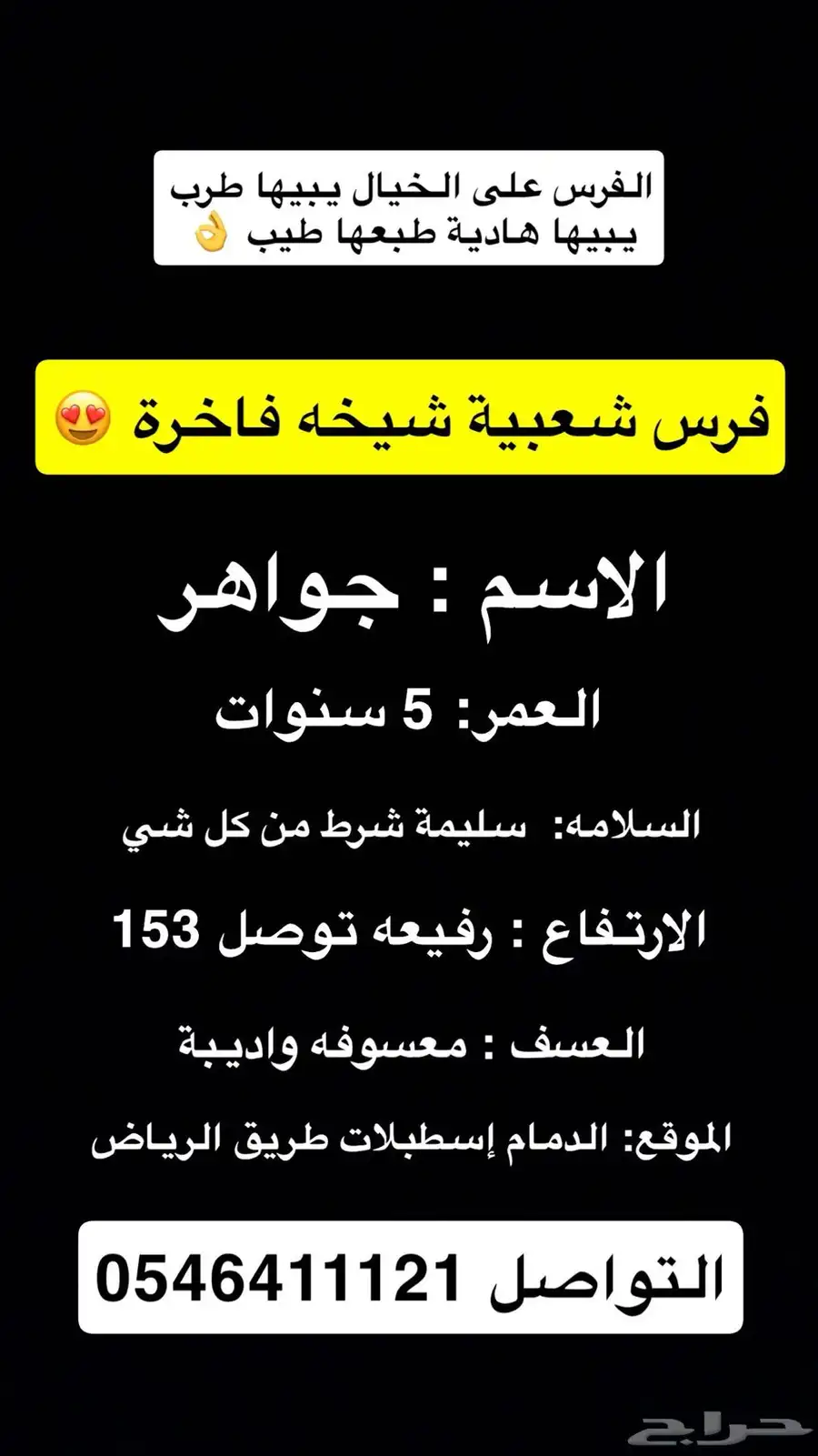 فرس شعبية شيخه 0