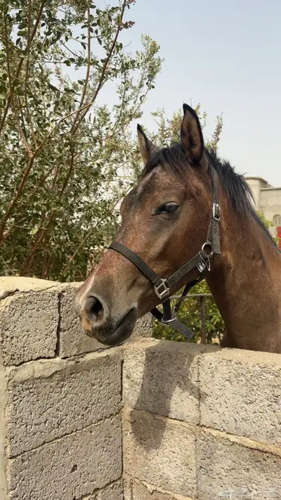 خيل بوني سنتين - سنتين و نص على السوم 2