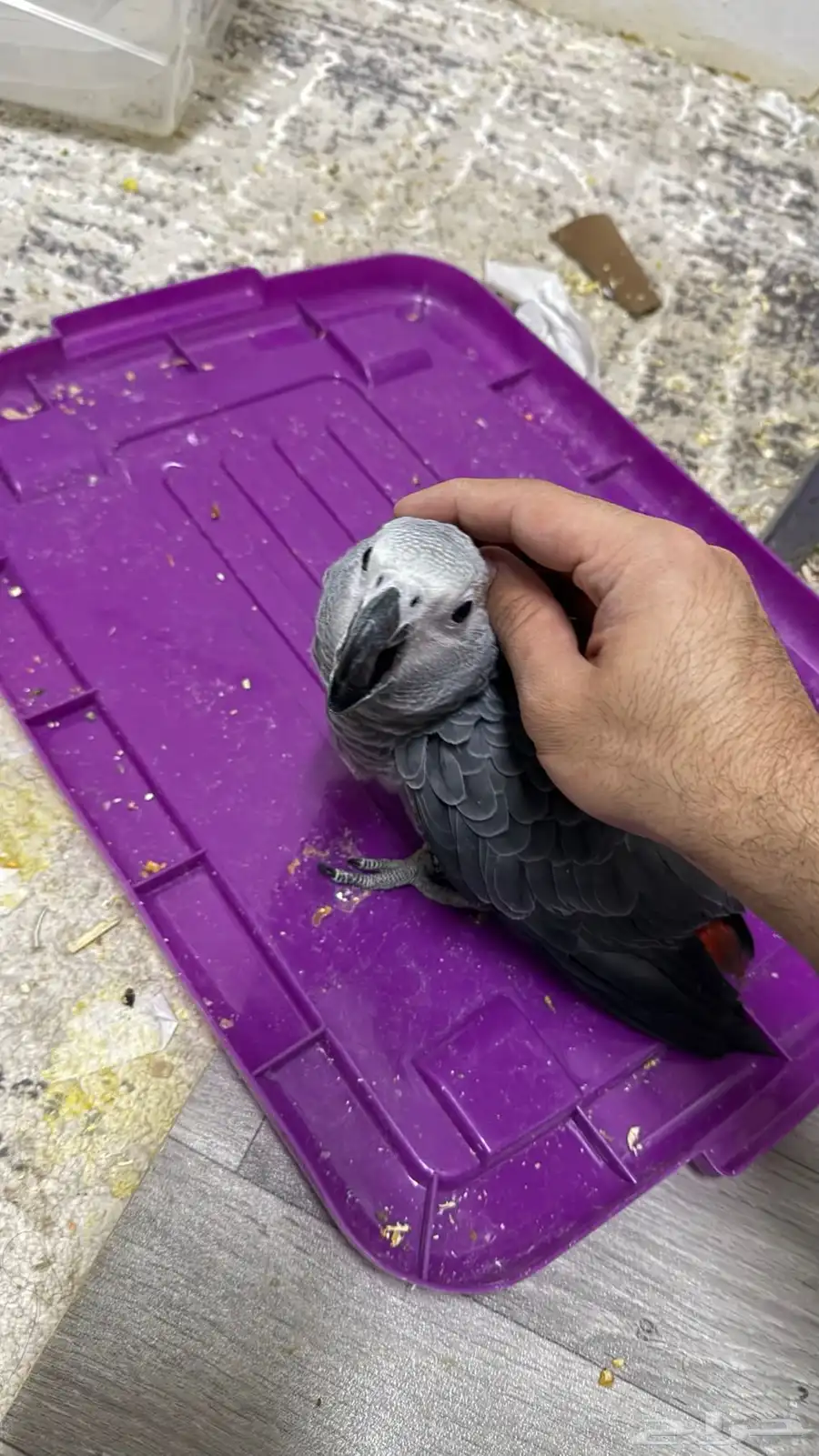 فرخ ببغاء كاسكو 3