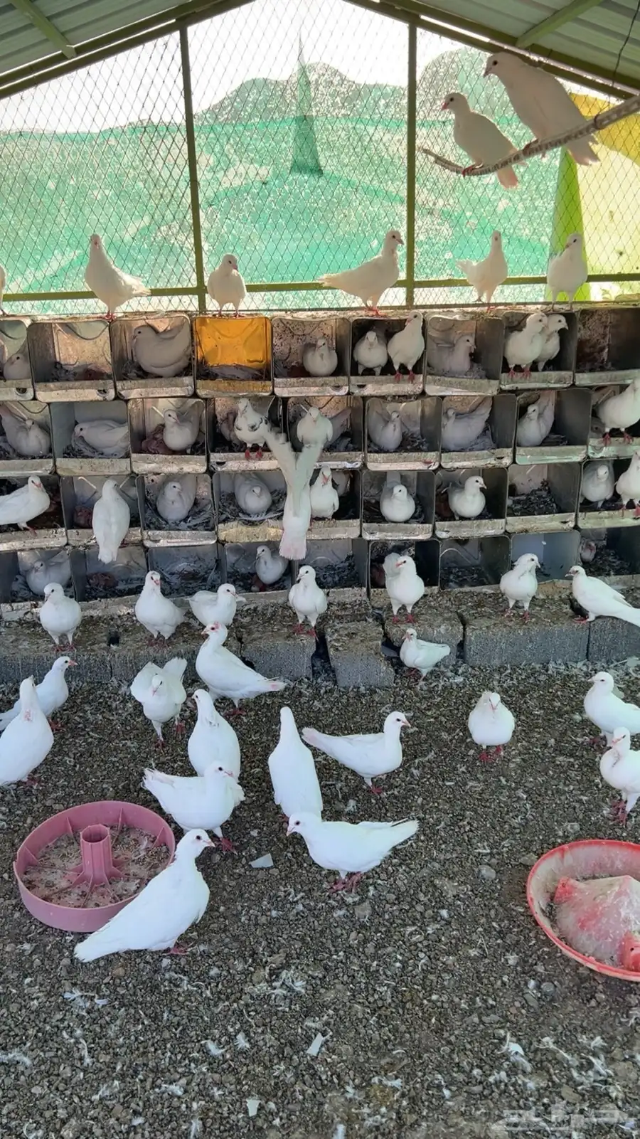 حمام فرنسي امهات 2