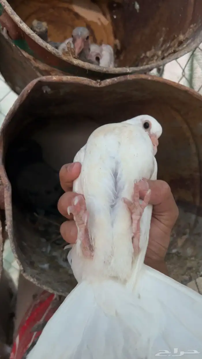 فروخ حمام فاخر فرنسي سلفر زاجل 6
