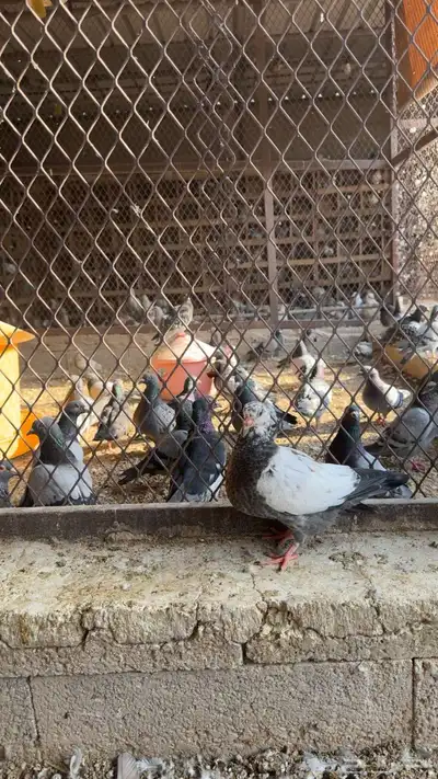 توفرة كمية زغاليل ذبح اليوم 4