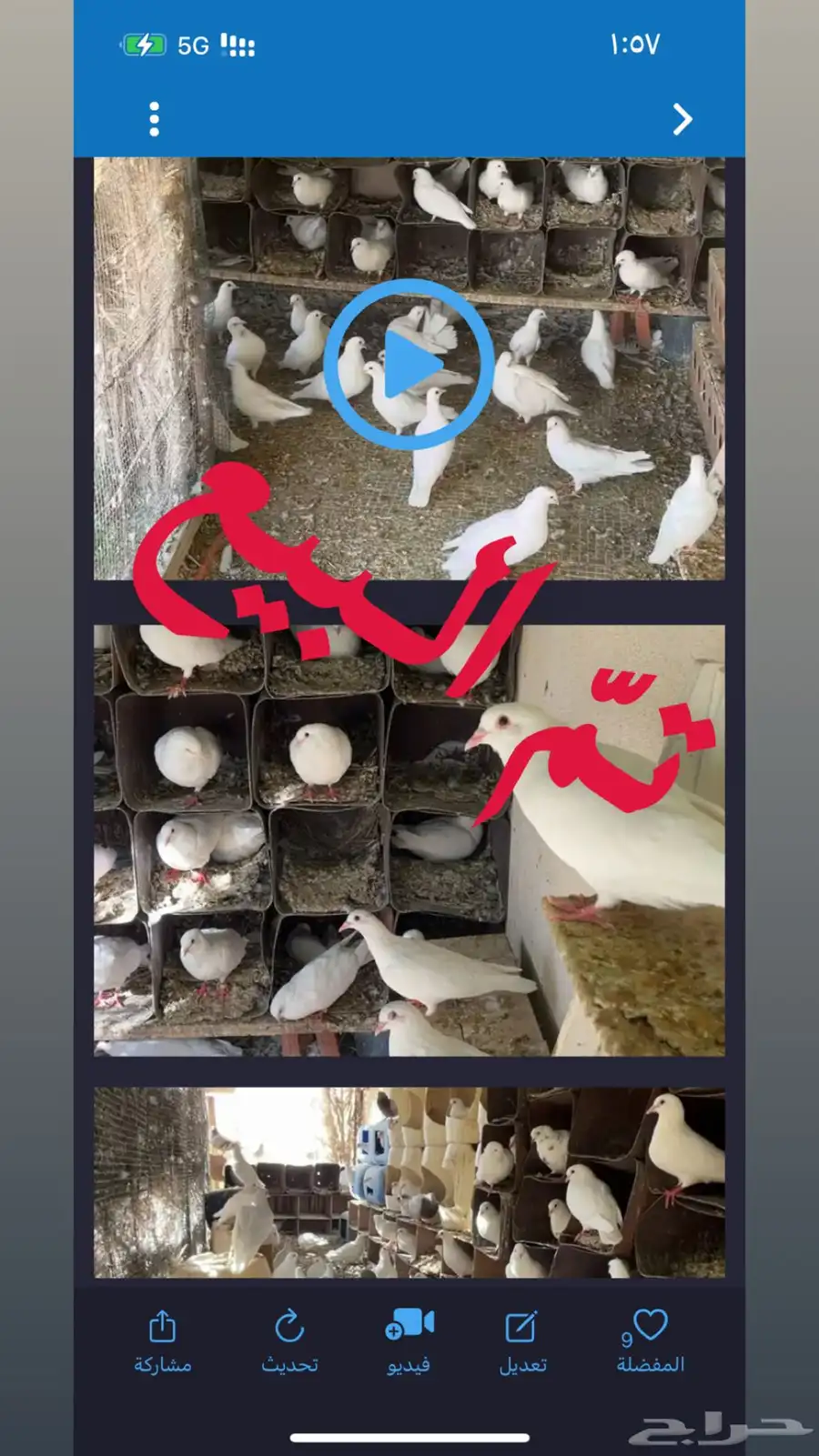 حمام فرنسي 11