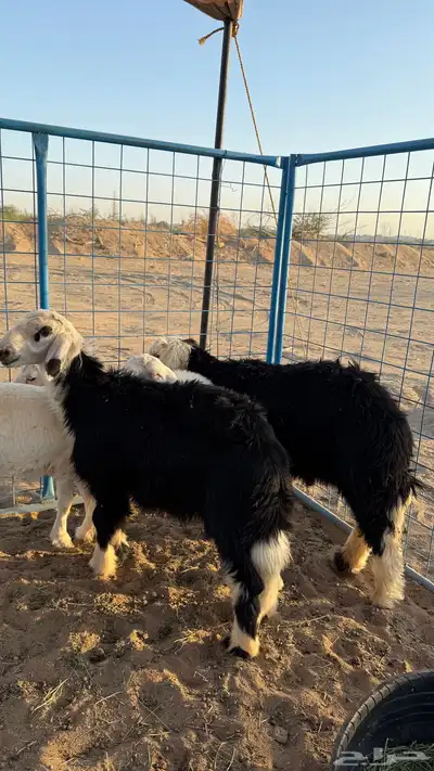 طليان نجديات فل شحم 2