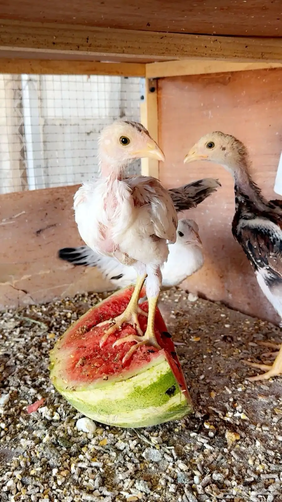 صوص باكستاني اصيل 4