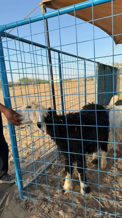 طليان نجديات فل شحم 3