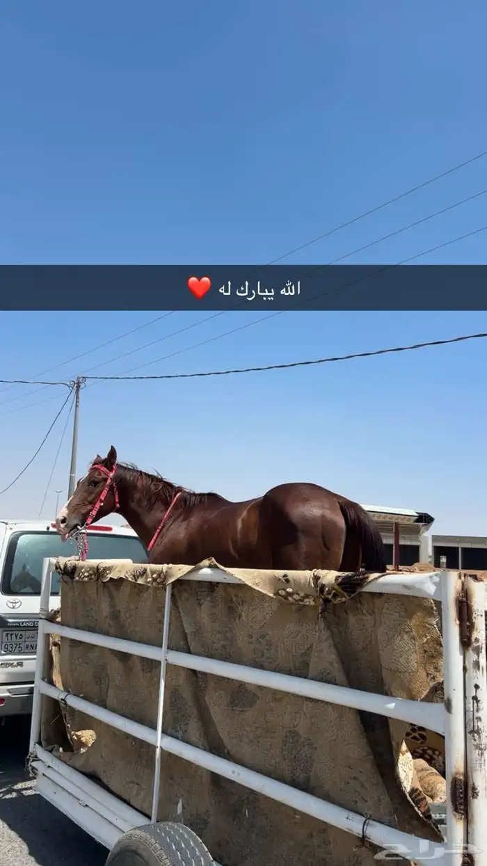 عربه خيل للبيع 1