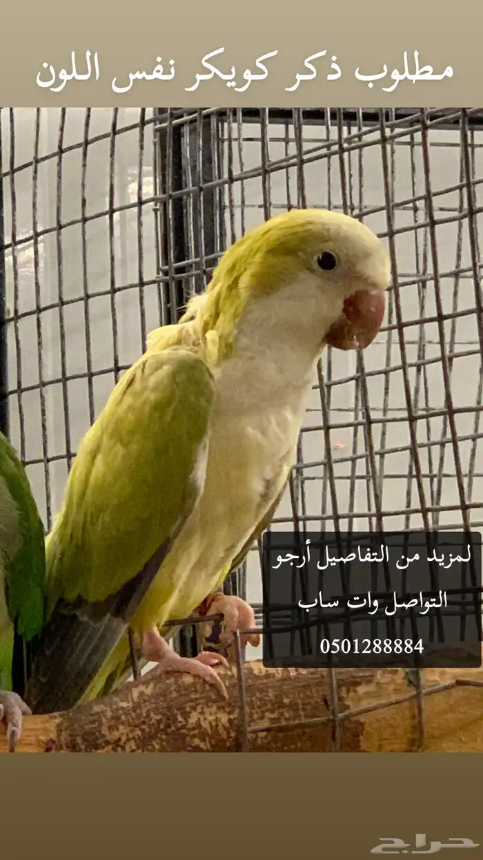 مطلوب ذكر كويكر نفس اللون 0