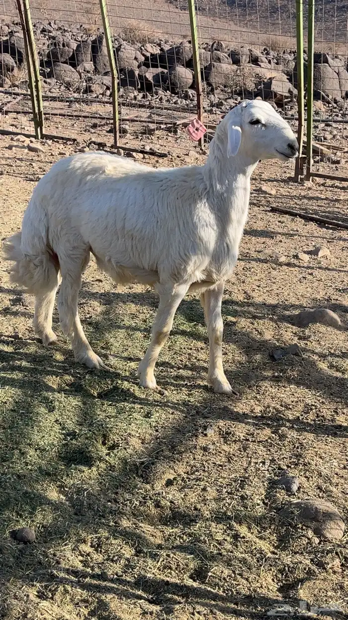مشروع طلي فحل فاخر 1