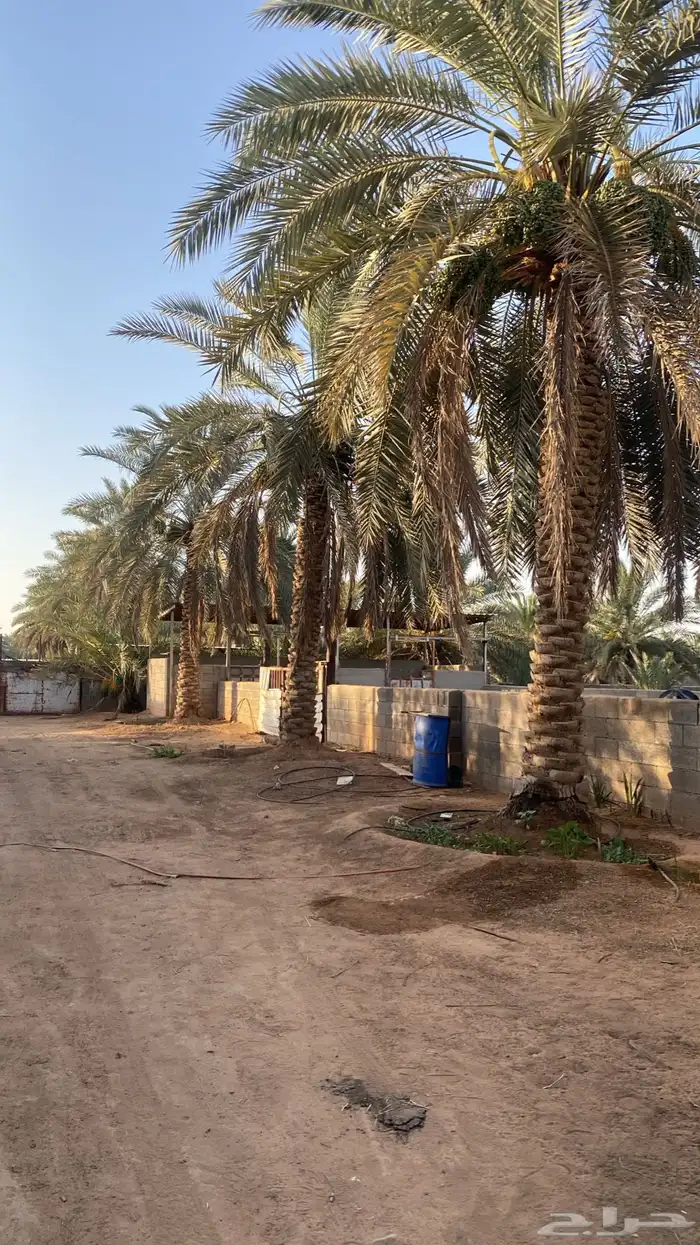 البيع نخيل منوع 0