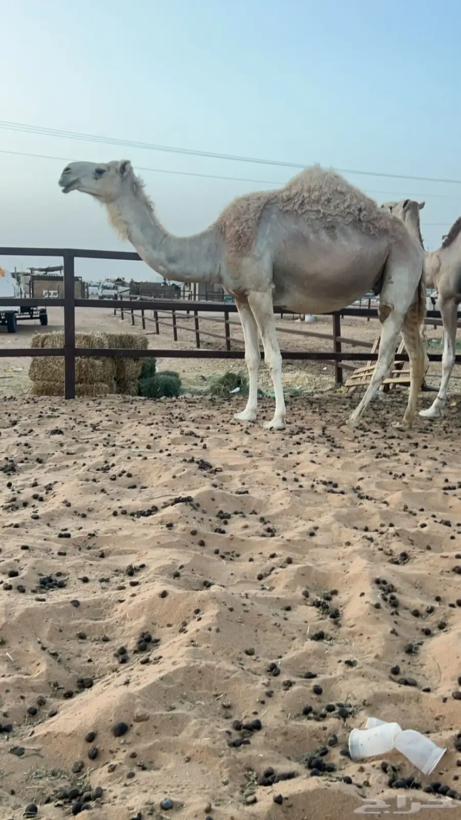 لقحه على بعير ابن قريع 2