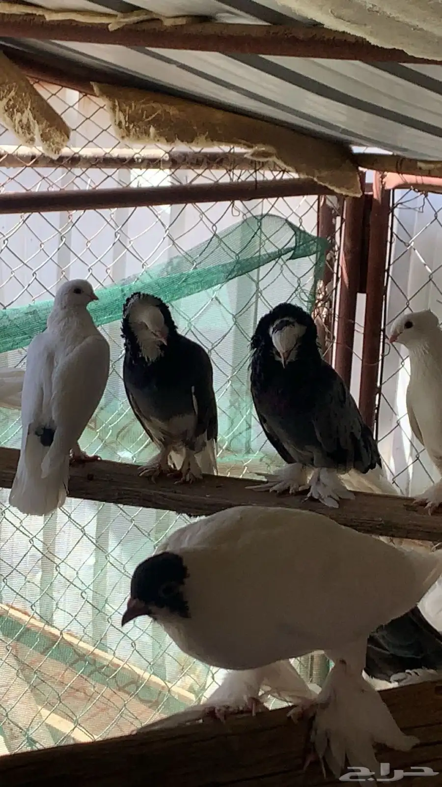 حمام للبيع 1