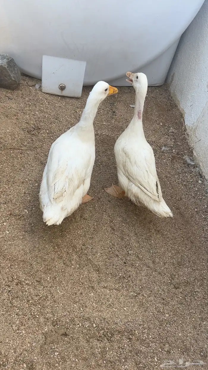 بط بكيني 2